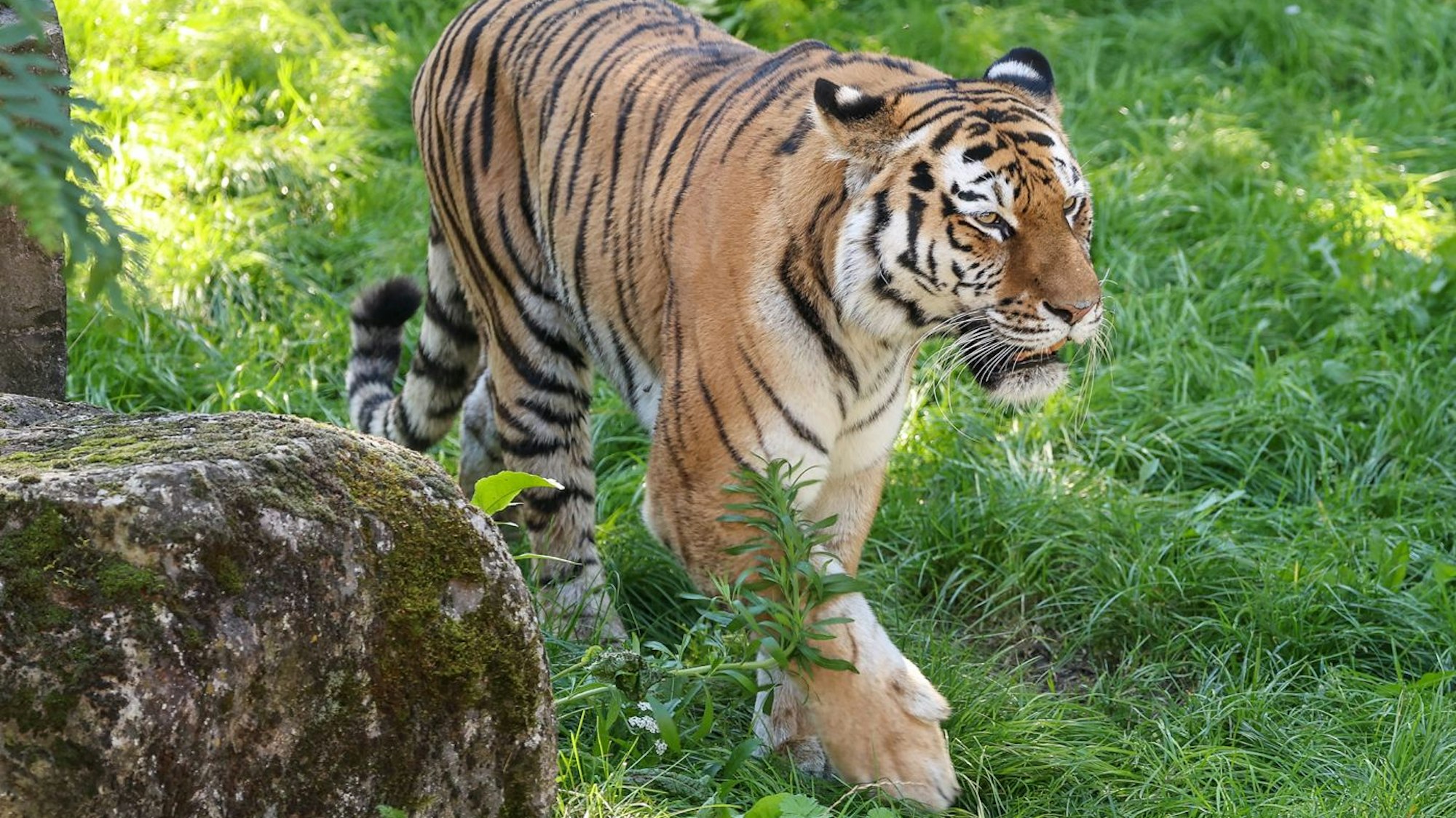 Tigerweibchen Katinka im Kölner Zoo