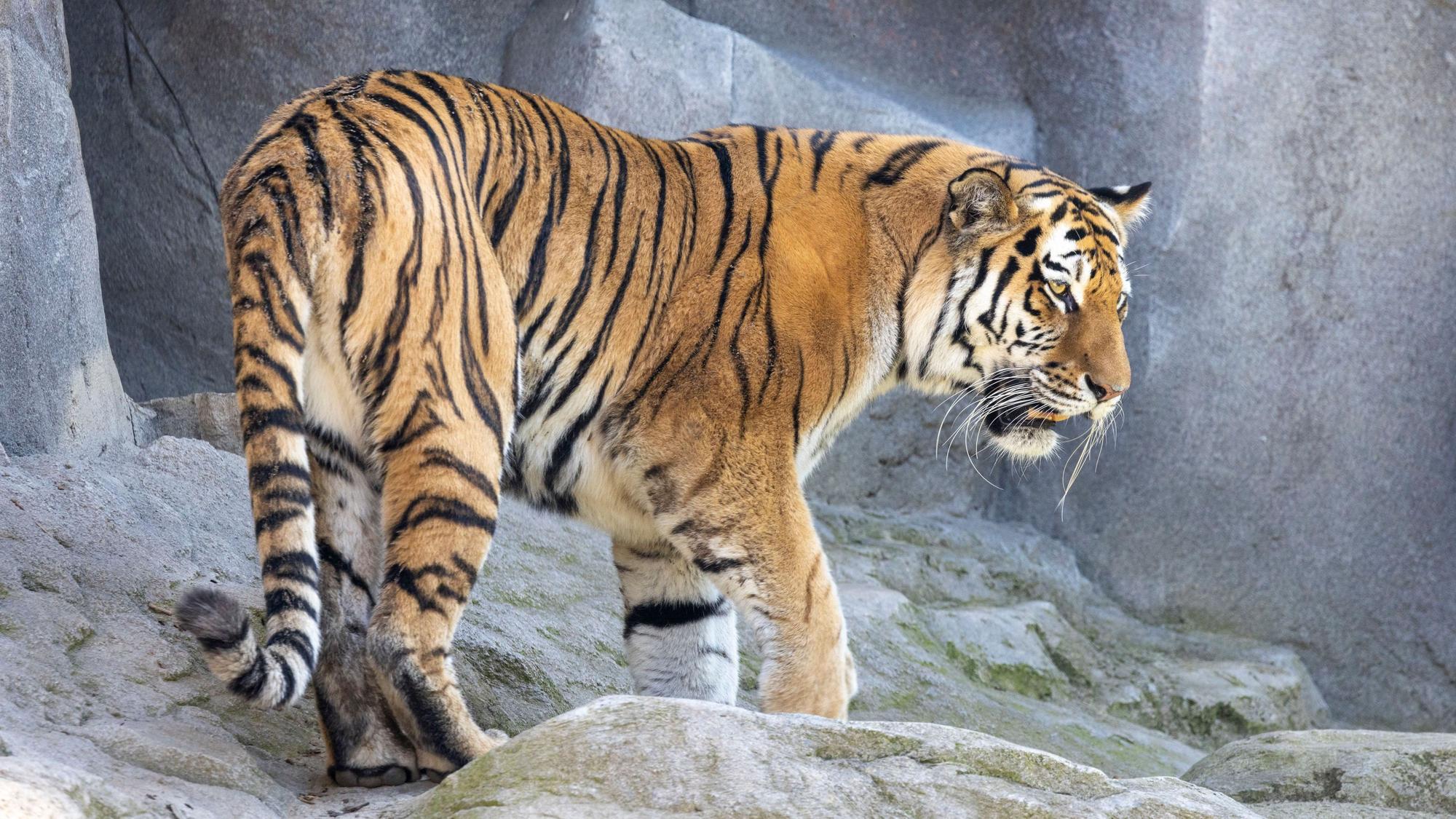 Ein Tiger läuft auf Felsen.