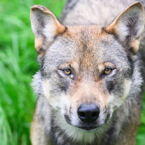 Ein Wolf guckt in die Kamera.