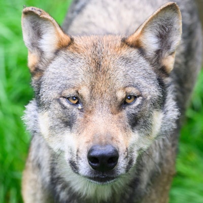 Ein Wolf guckt in die Kamera.