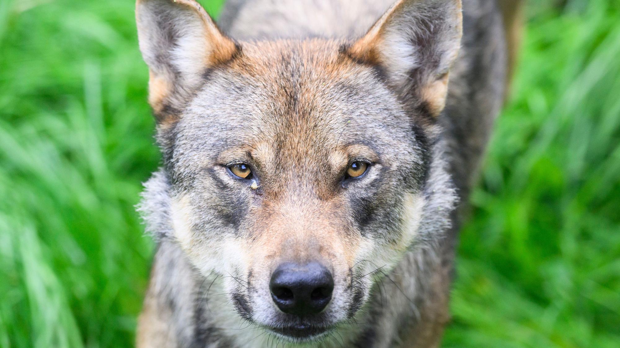 Ein Wolf guckt in die Kamera.