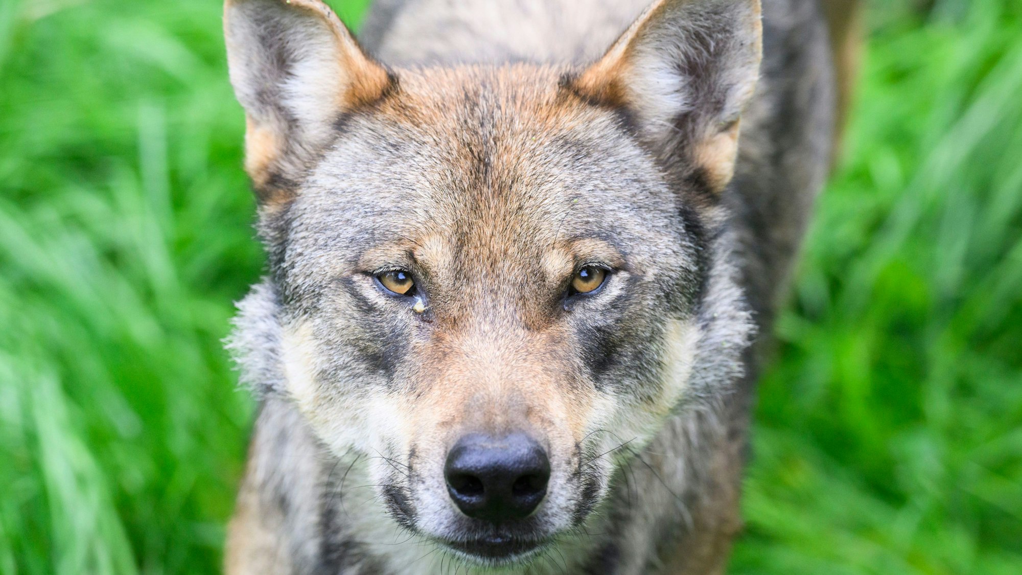 Ein Wolf guckt in die Kamera.