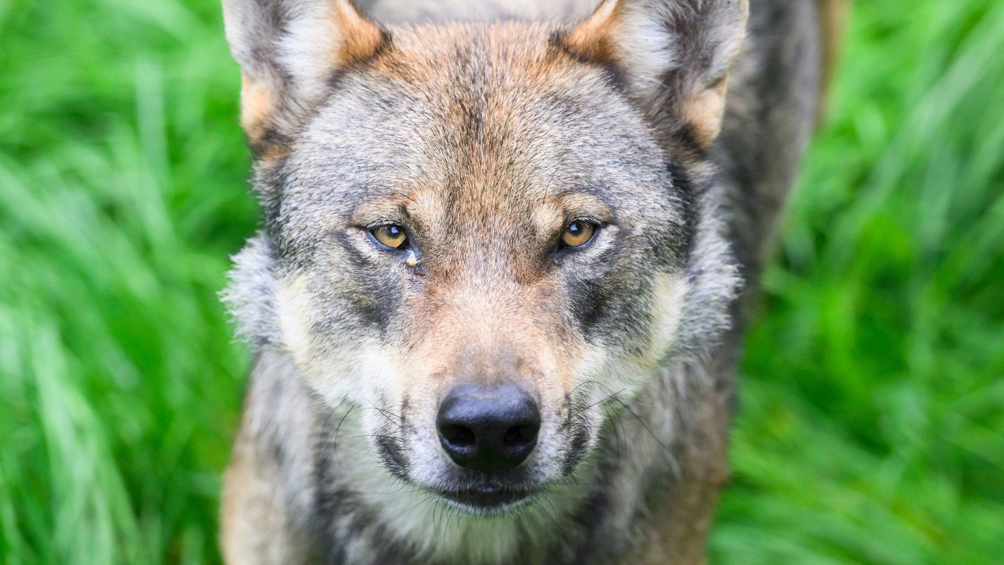 Ein Wolf steht in seinem Gehege.