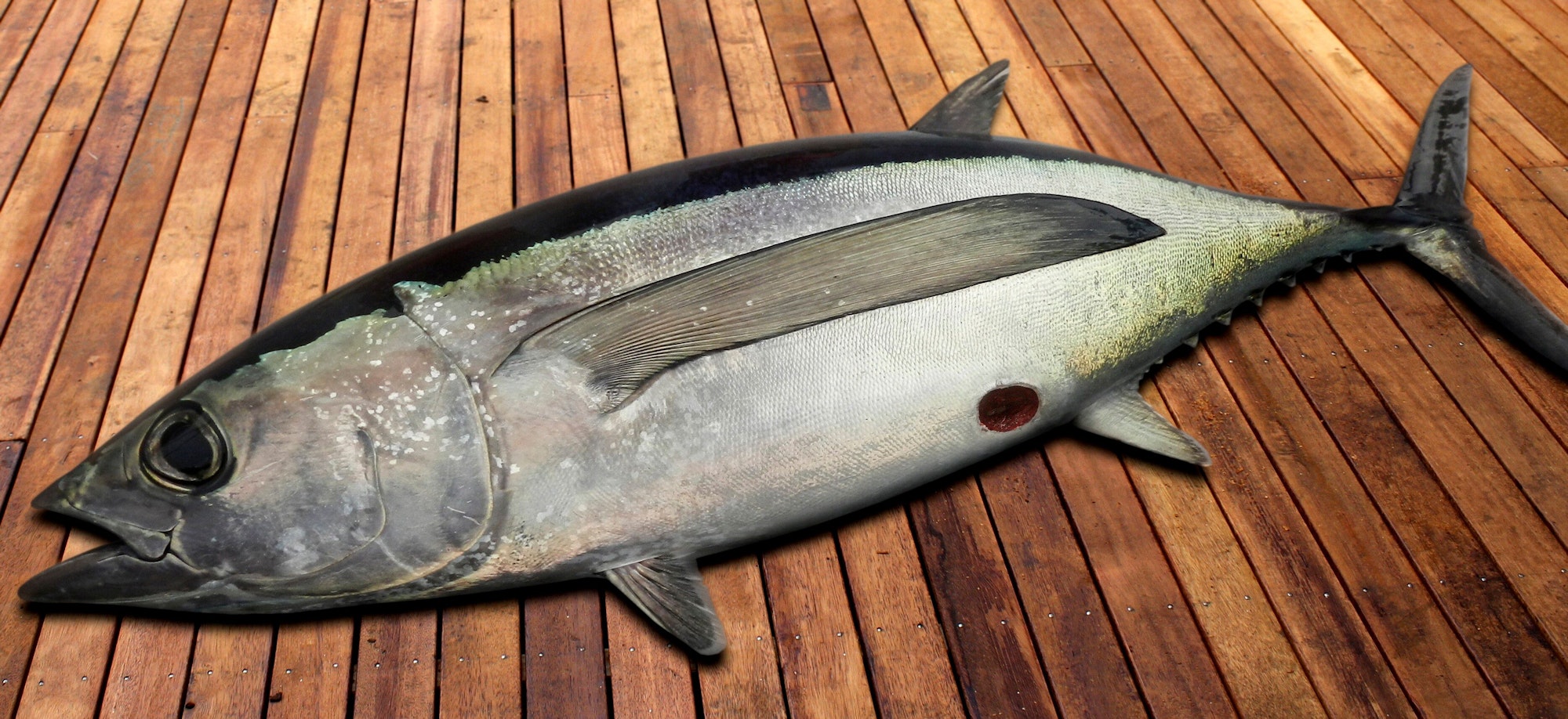 Bisswunde an einem Thunfisch: „Cookiecutter Sharks“ beißen kreisrunde Wunden in Tiere, was ihnen den Namensvergleich zu einer Plätzchen-Ausstechform brachte.