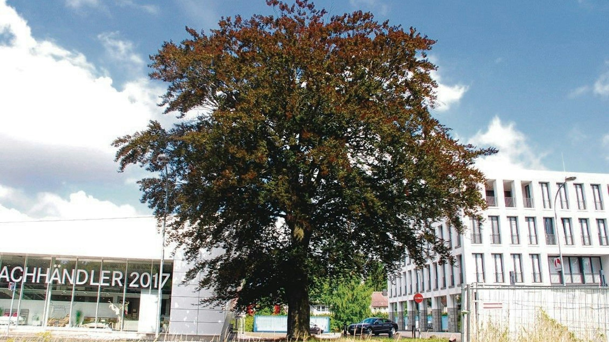 Das Foto zeigt die Blutbuche in ihrer vollen Pracht.