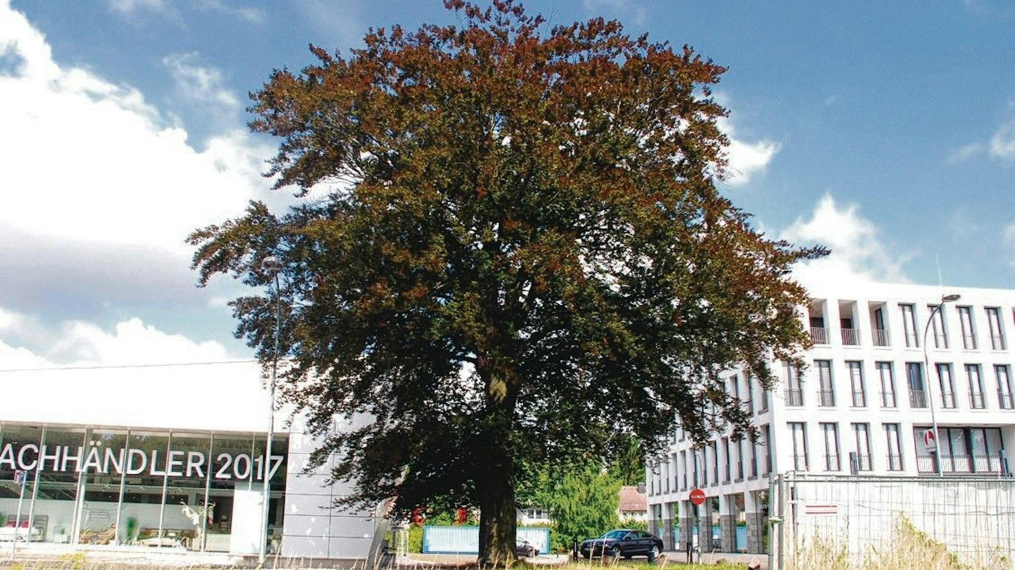 Das Foto zeigt die Blutbuche in ihrer vollen Pracht.