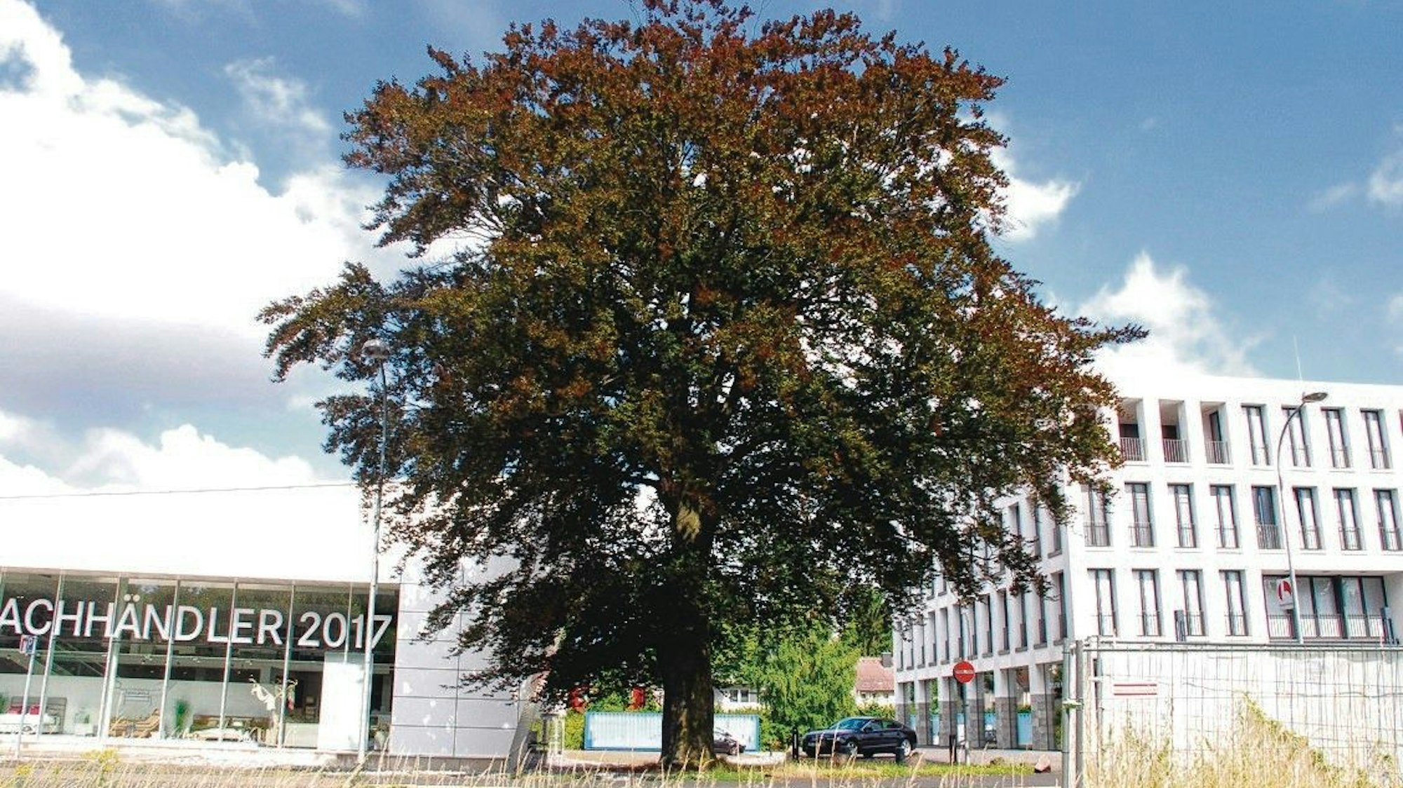 Ein großer, ausladender Baum vor Geschäftshäusern am Straßenrand.
