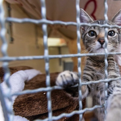 Eine Katze streckt ihre Pfote durch die Gitterstäbe ihres Zwingers.