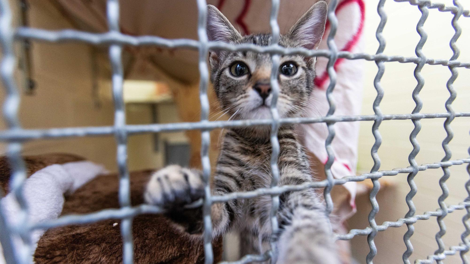 Eine Katze streckt ihre Pfote durch die Gitterstäbe ihres Zwingers.