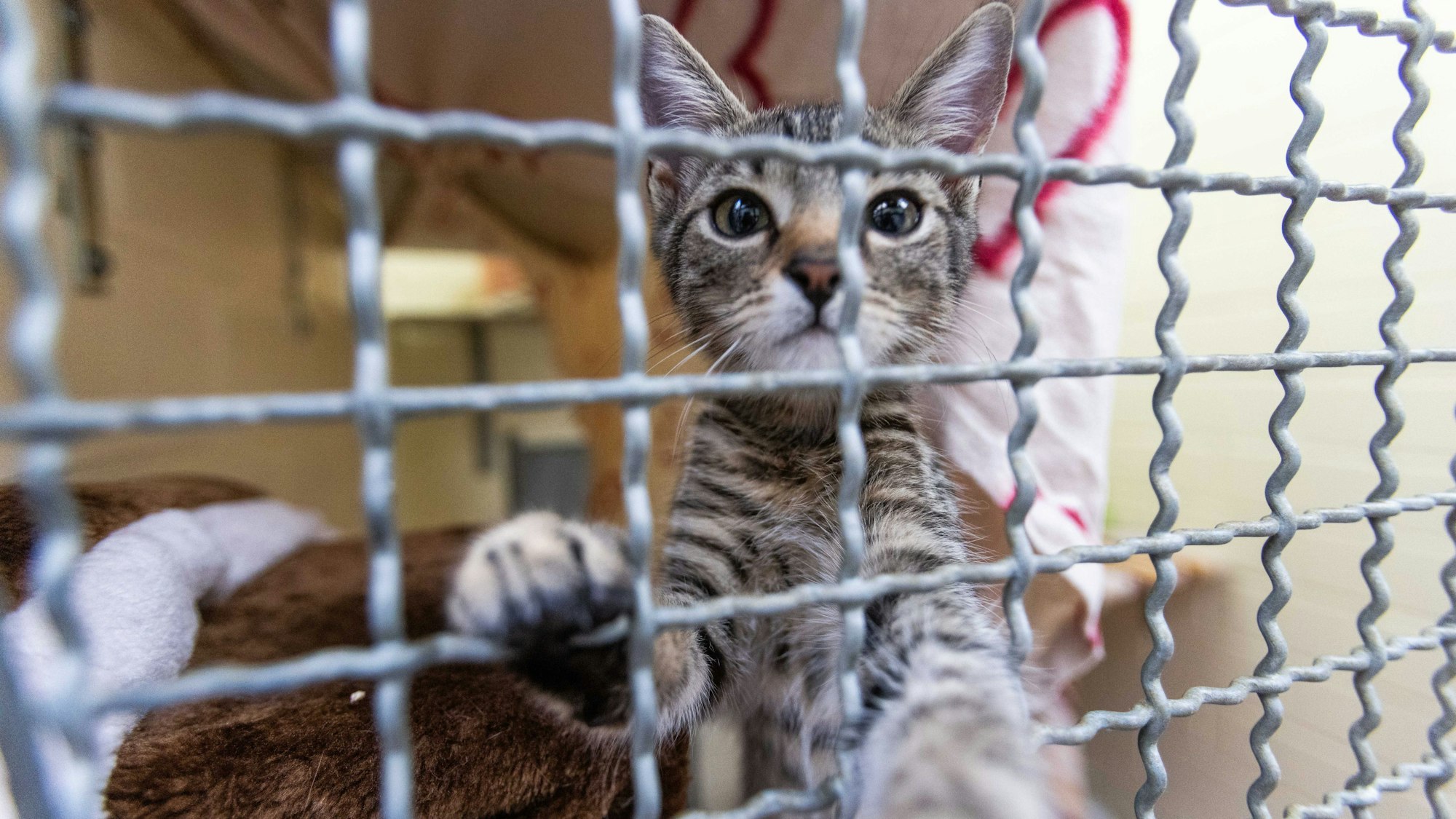 Eine Katze streckt ihre Pfote durch die Gitterstäbe ihres Zwingers.