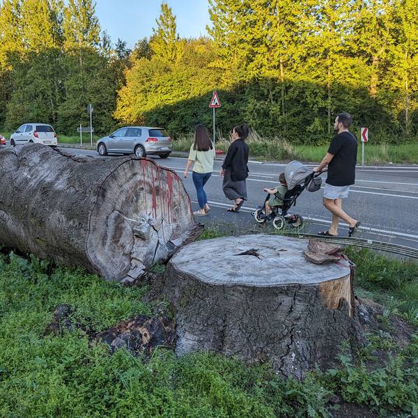 Ein massiver Baumstamm liegt am Straßenrand neben dem Baumstumpf.