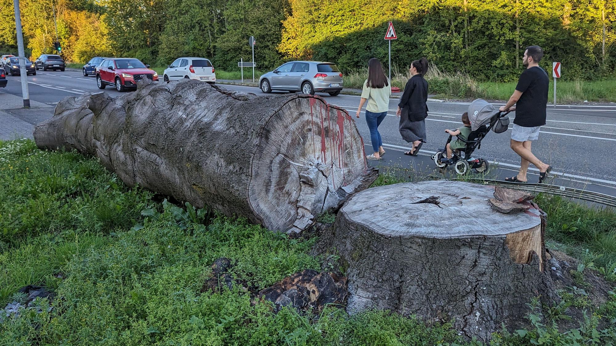 Ein massiver Baumstamm liegt am Straßenrand neben einem Baumstumpf.
