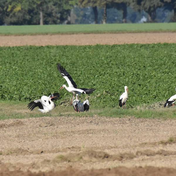 Störche stehen auf einem Feld.