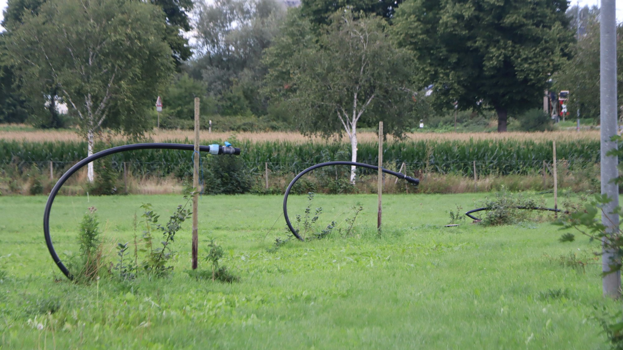 Die Schläuche für die Bewässerung der Plantage ragen noch aus den Wiesen. Die Flächen werden zeitnah verpachtet und auch in Zukunft landwirtschaftlich genutzt.