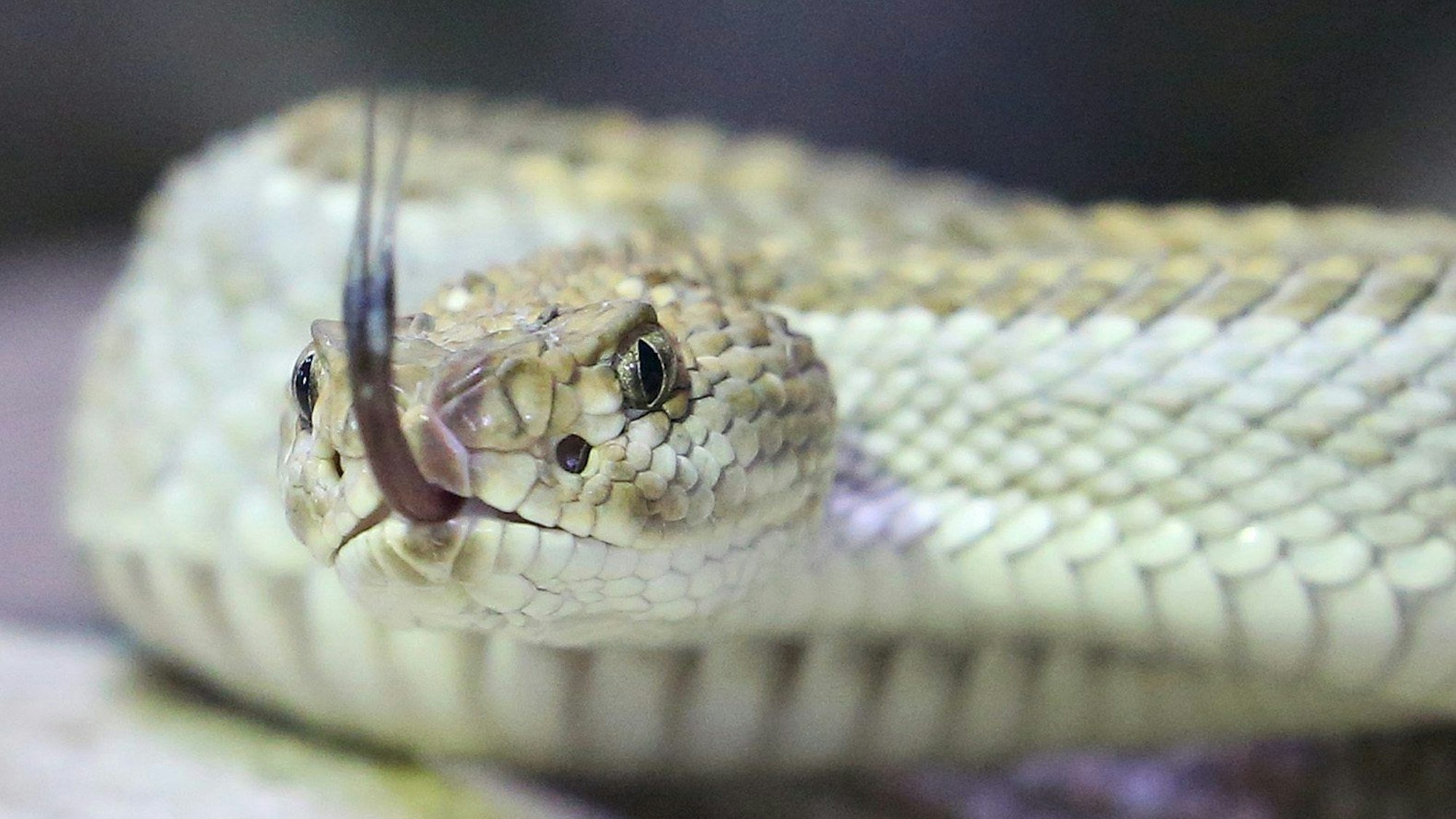 Eine giftige Aruba Klapperschlange kriecht durch ihr Terrarium im Terrazoo.