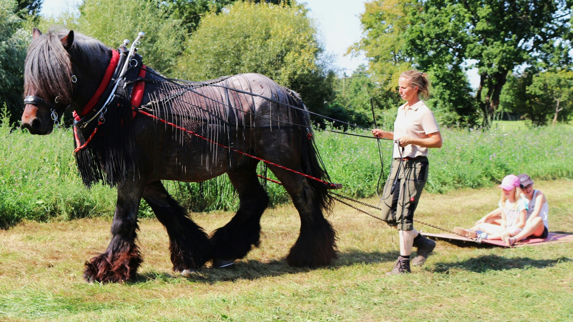 Ein von einer Frau an der langen Leine geführtes Kaltblutpferd zieht einen Teppich hinter sich her, auf dem zwei junge Besucher sitzen.