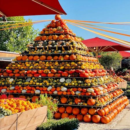 Eine riesige Pyramide aus gelben, grünen, orangen und roten Kürbissen ziert das Gelände des Getrudenhofs in Hürth