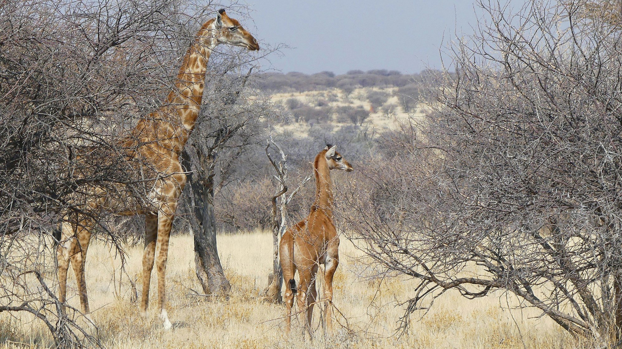 Das fleckenlose Giraffenbaby neben seiner Mutter in einem Naturreservat in Namibia. Es ist die erste Giraffe ohne Flecken, die in freier Wildbahn entdeckt wurde.