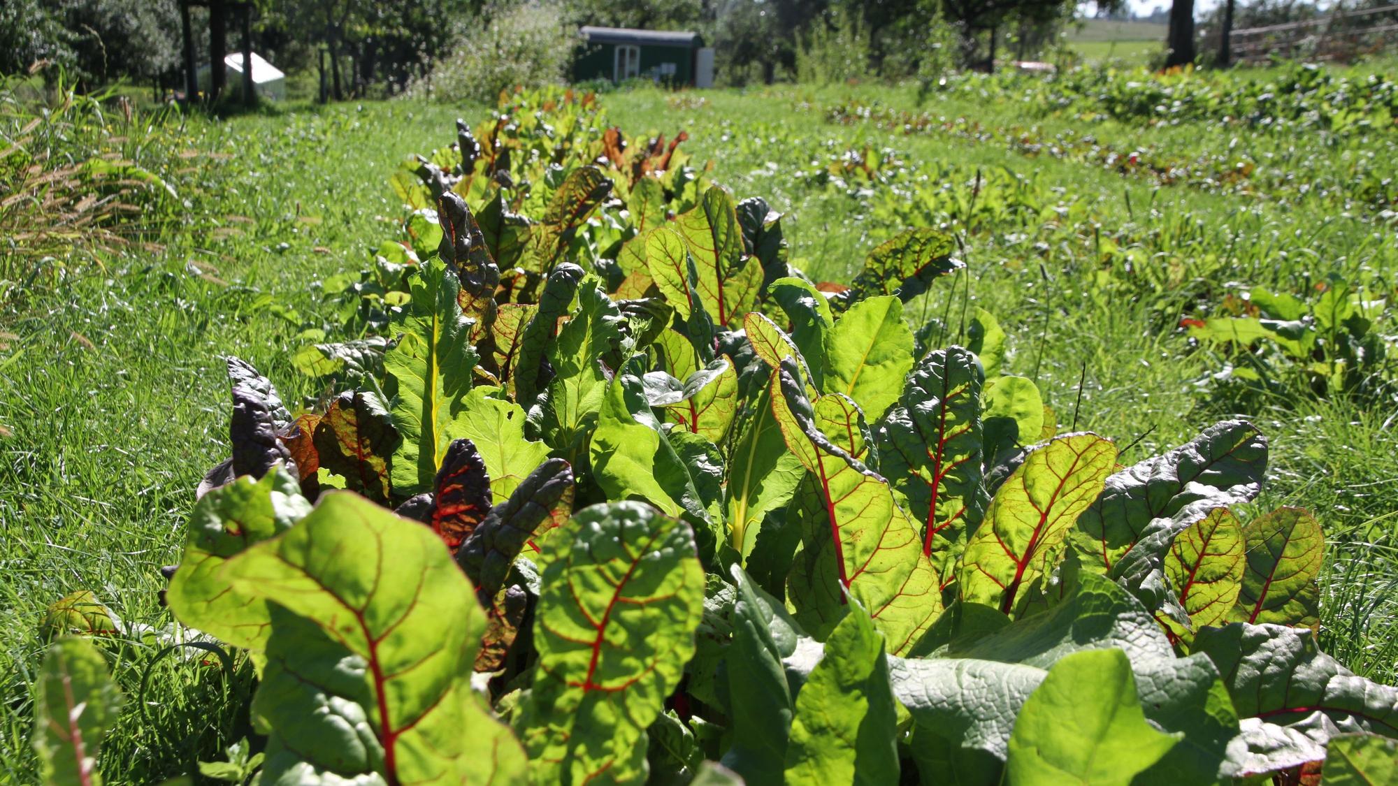 Grün-rote Mangoldpflanzen in einem Feld der Solidarischen Landwirtschaft in Much