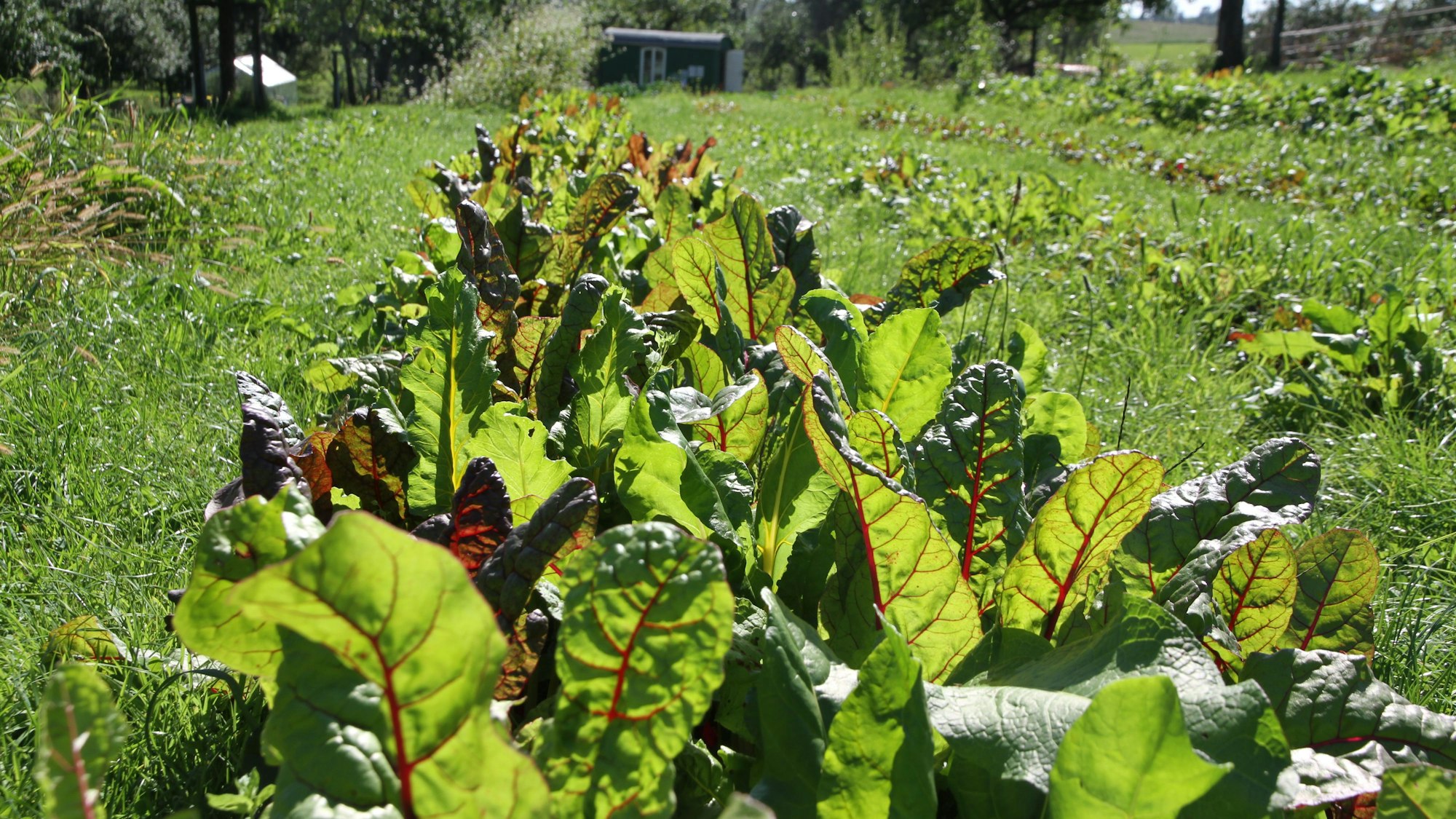 Grün-rote Mangoldpflanzen in einem Feld der Solidarischen Landwirtschaft in Much