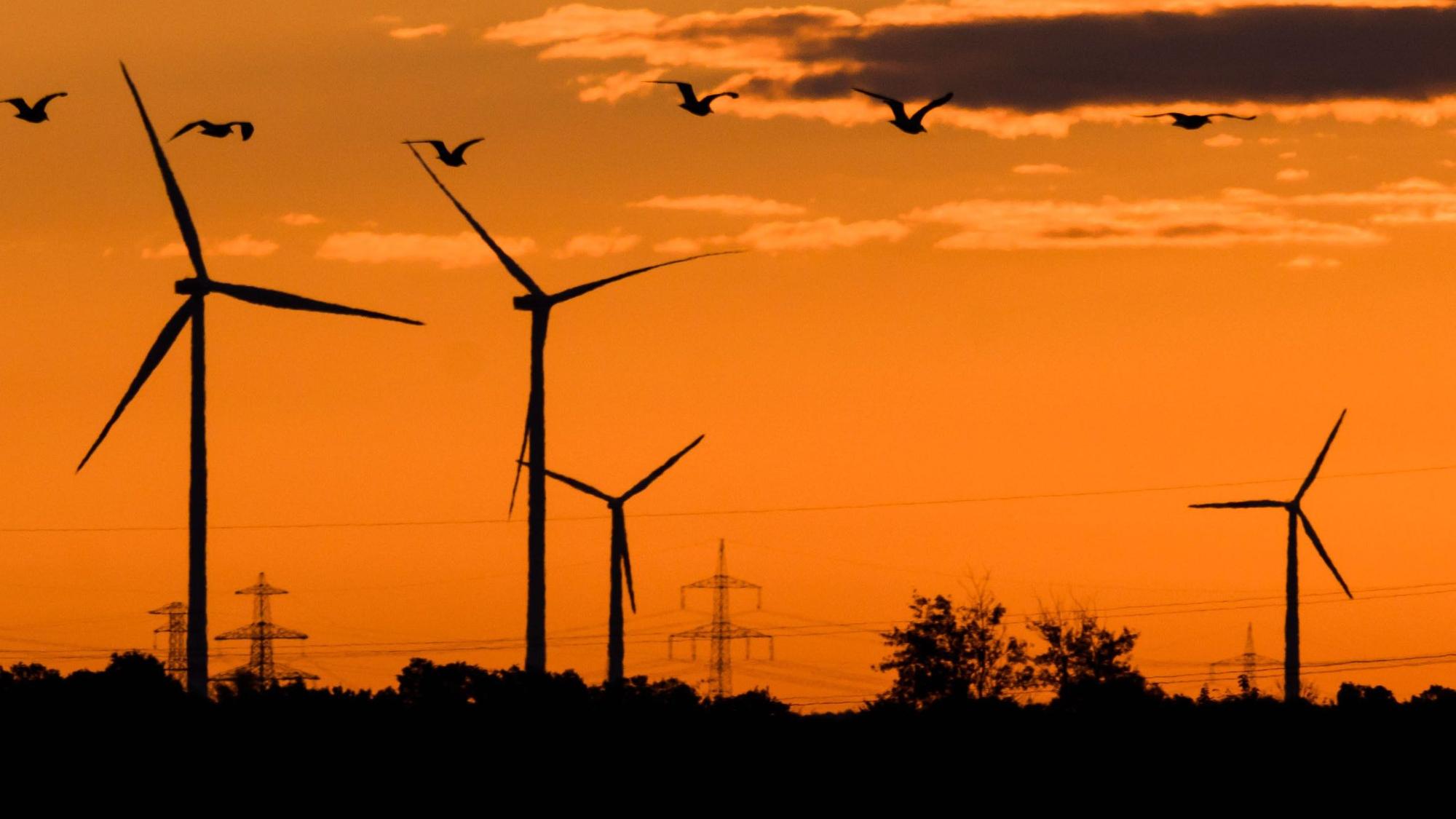 Vögel fliegen bei Sonnenaufgang vor Windkraftanlagen und einer Hochspannungsleitung.