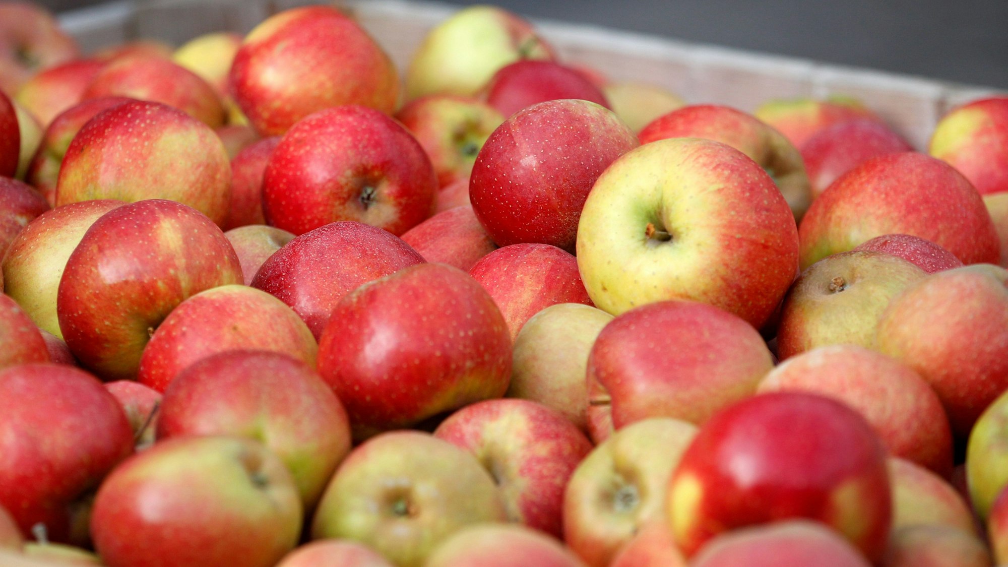Äpfel liegen bei einem Obstbauern in einer Kiste.