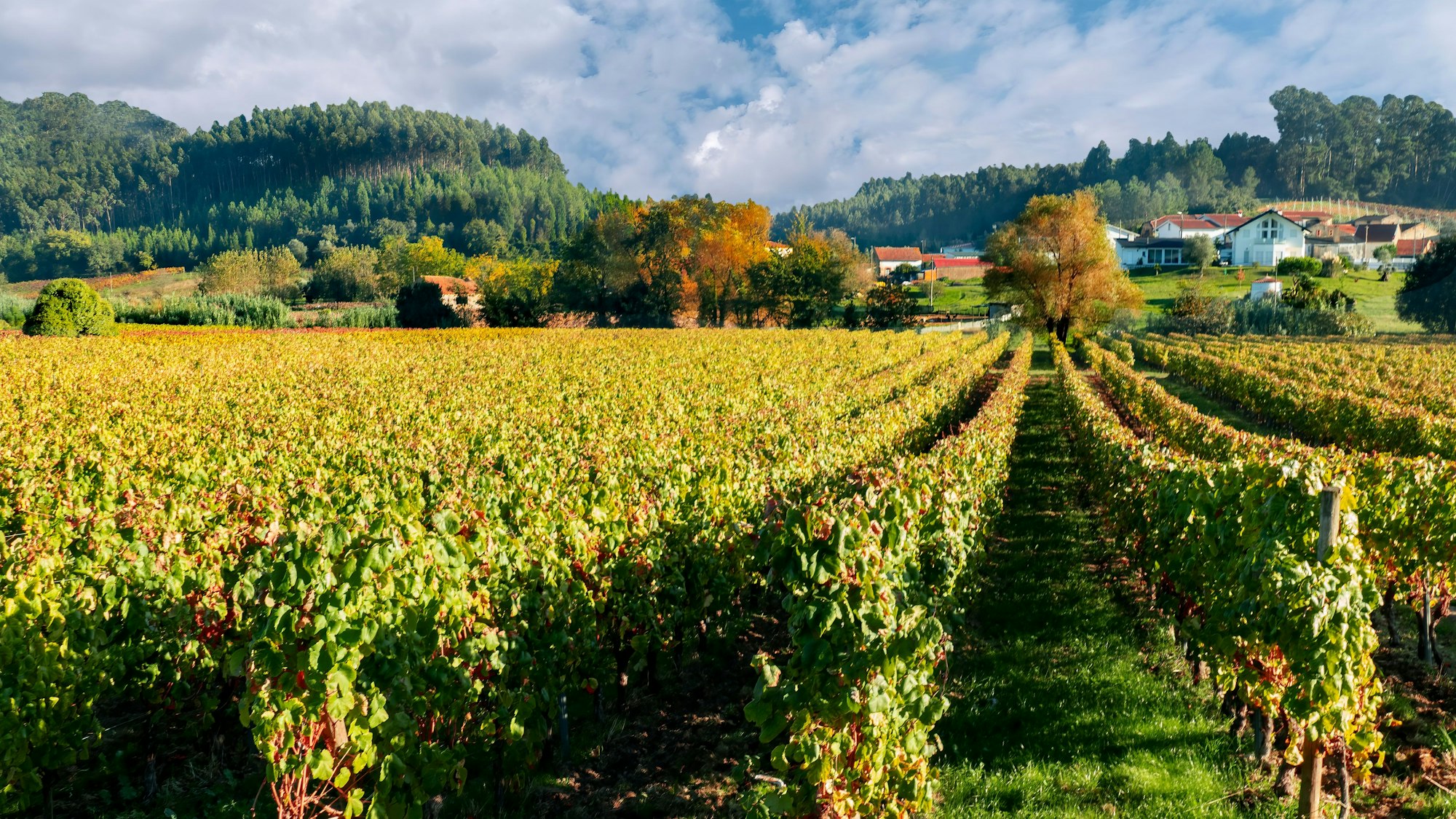 Weinberge in der portugiesischen Weinregion Bairrada. Nachdem Tanks einer Brennerei geborsten sind, haben sich mehr als zwei Millionne Liter Rotwein über die Straßen des Dorfs São Lourenço do Bairro ergossen. (Symbolbild)