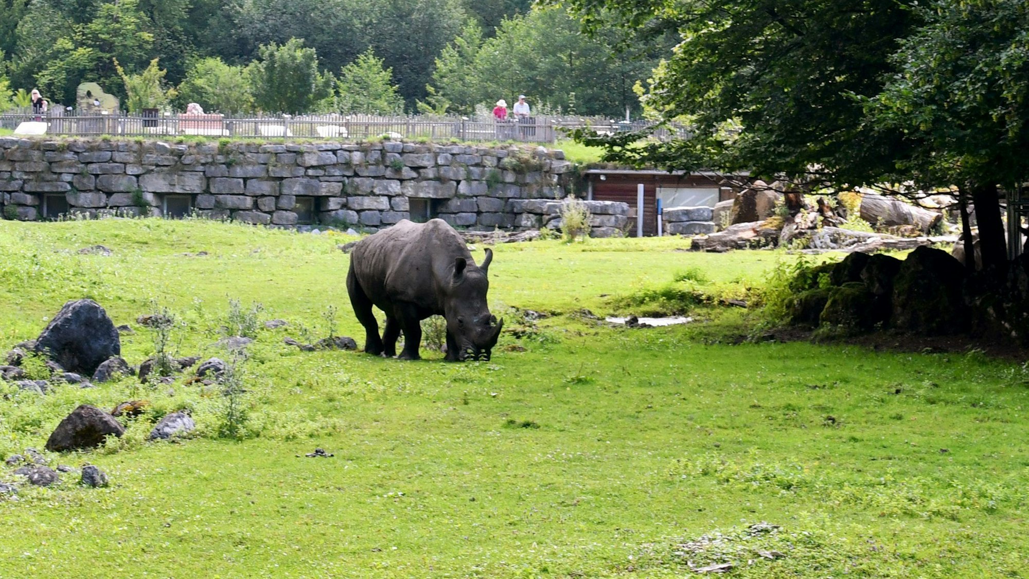 Ein Nashorn steht in der Nashornanlage im Zoo Salzburg.