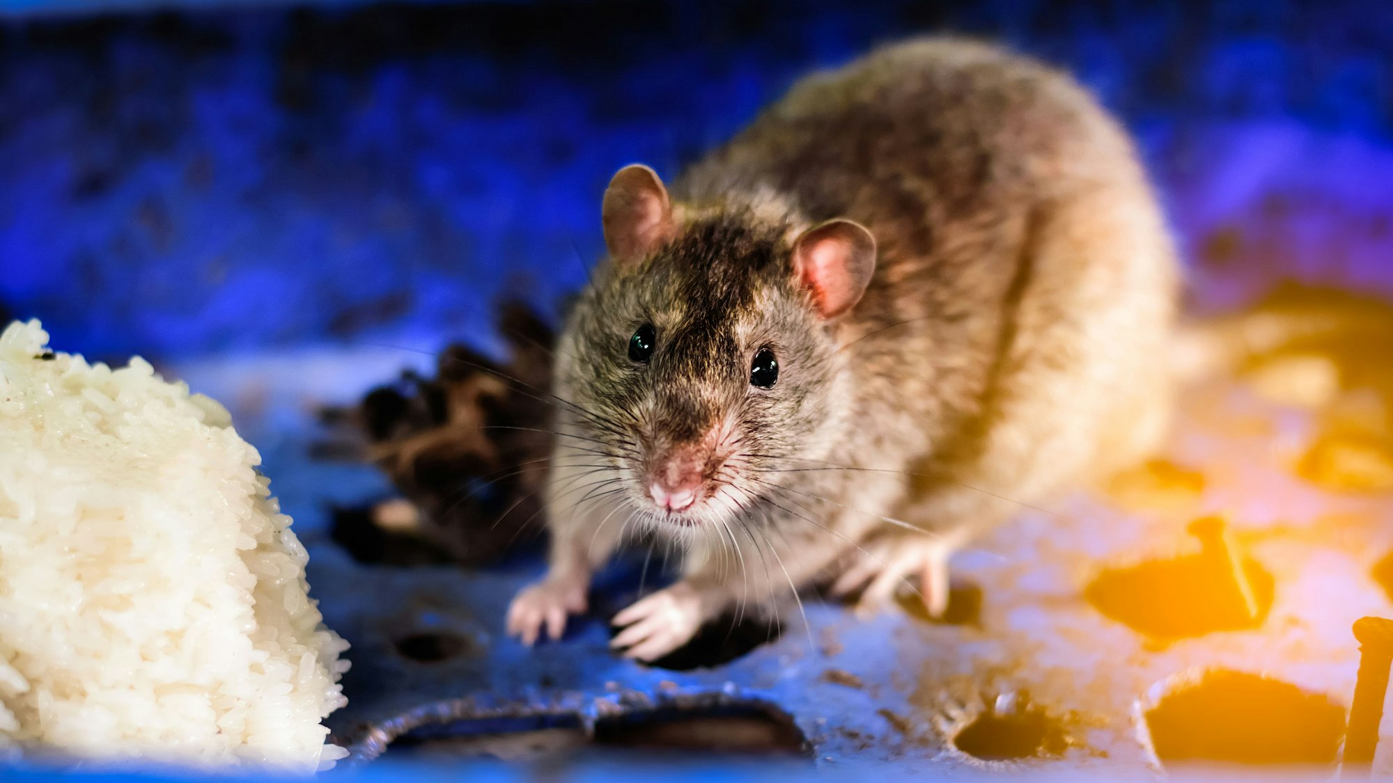 Eine Ratte. (Symbolbild)