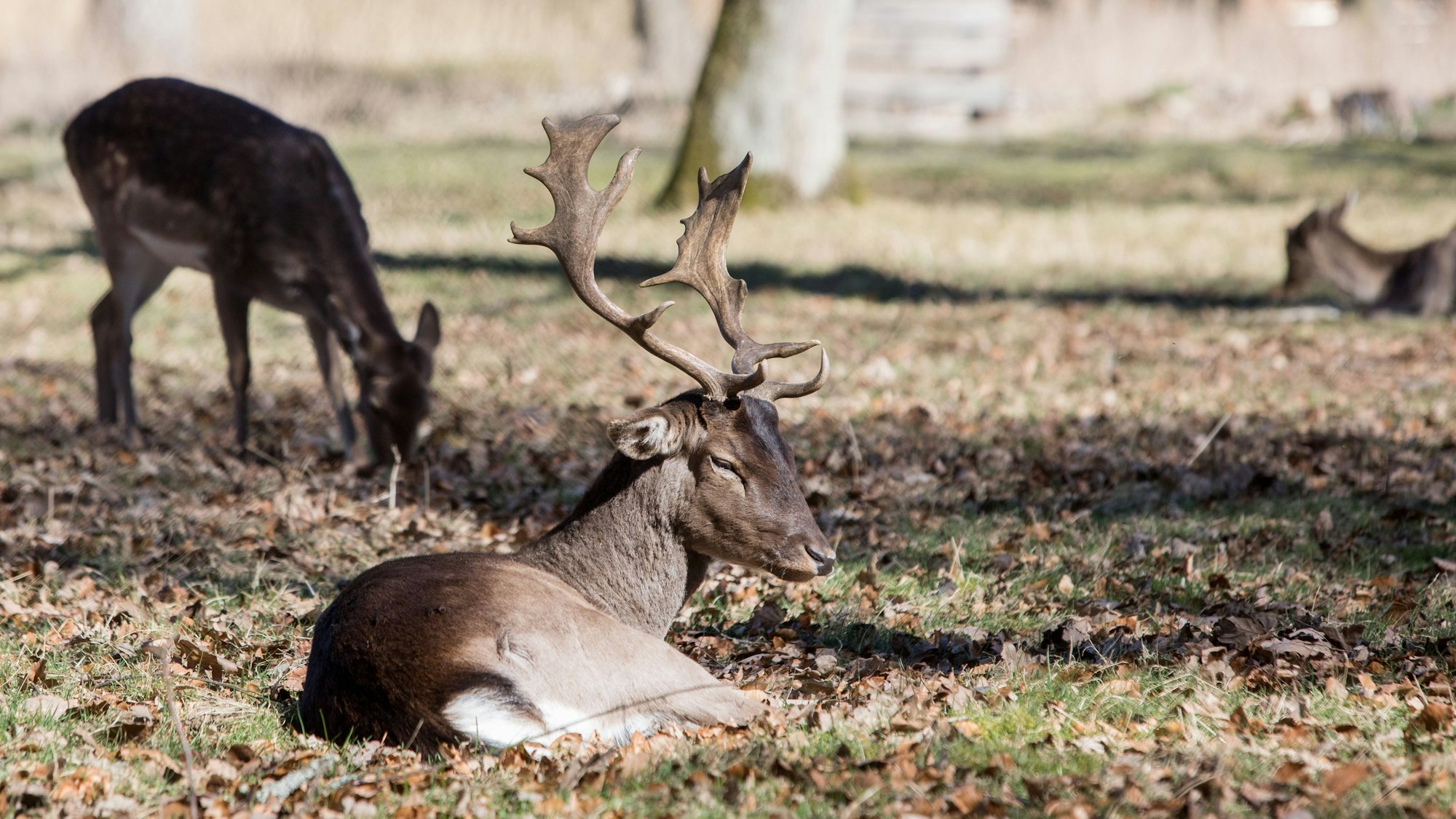 Rotwild im Wildpark Dünnwald
