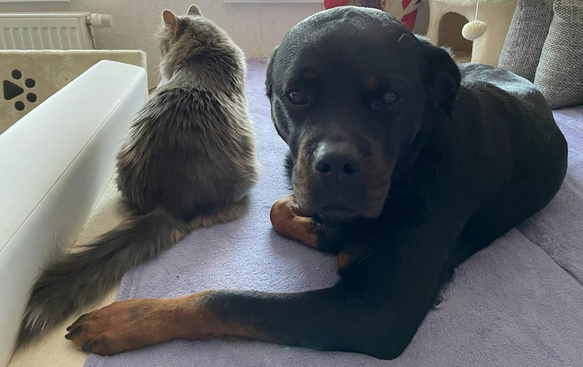 Hund Tweety und eine Katze: Auch das Tierheim in Leverkusen muss mit kräftig gestiegenen Tierarztkosten zurechtkommen.