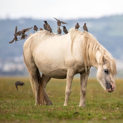 Ein Pony grast mit seinem Neugeborenen auf einer Wiese in Wales.