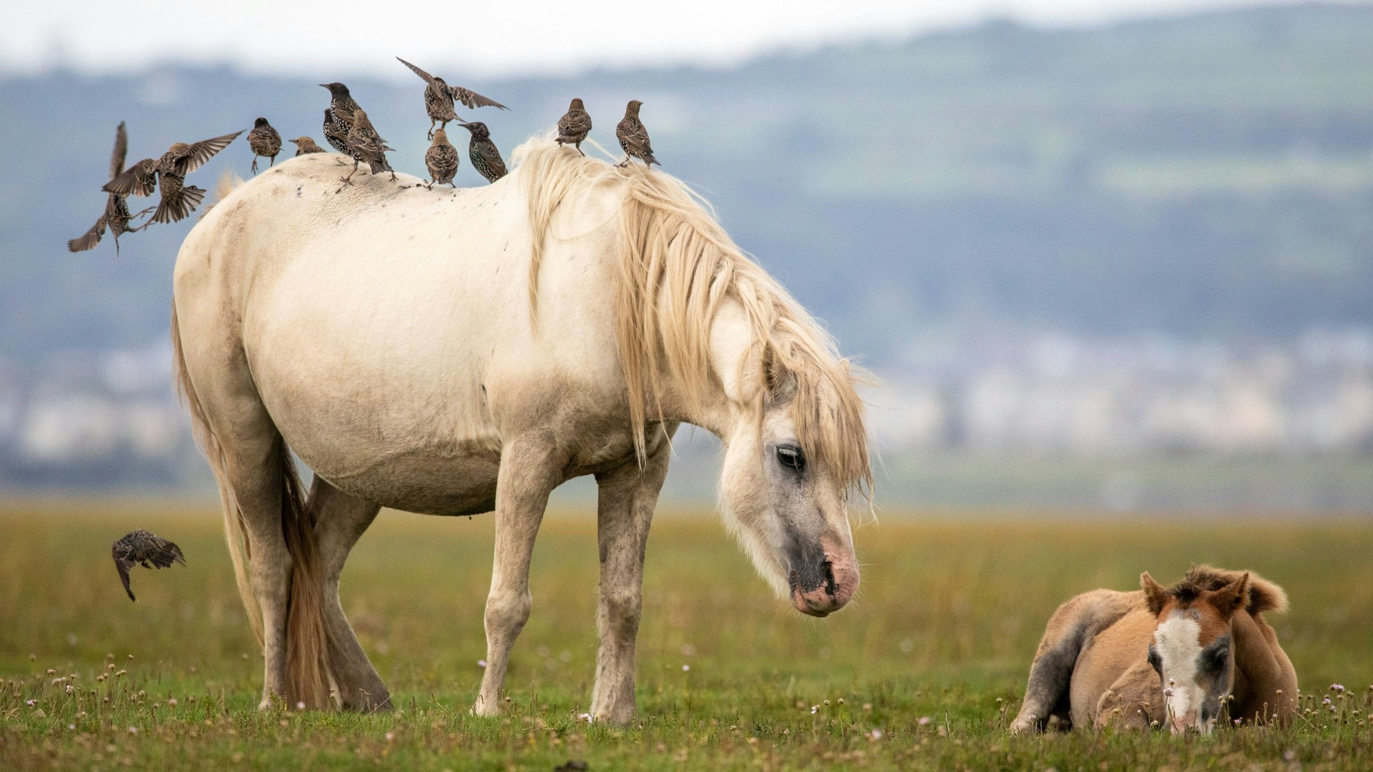 Ein Pony grast mit seinem Neugeborenen auf einer Wiese in Wales.