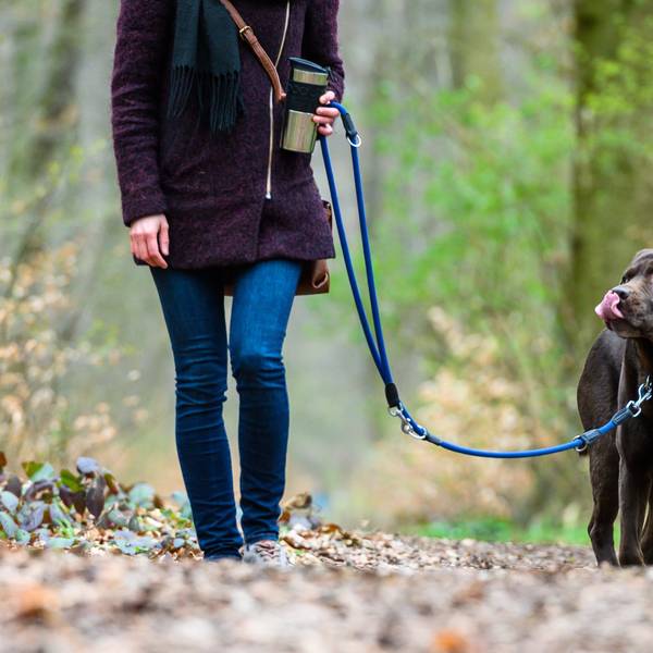 Ein Hund geht an der Leine durch den Wald.