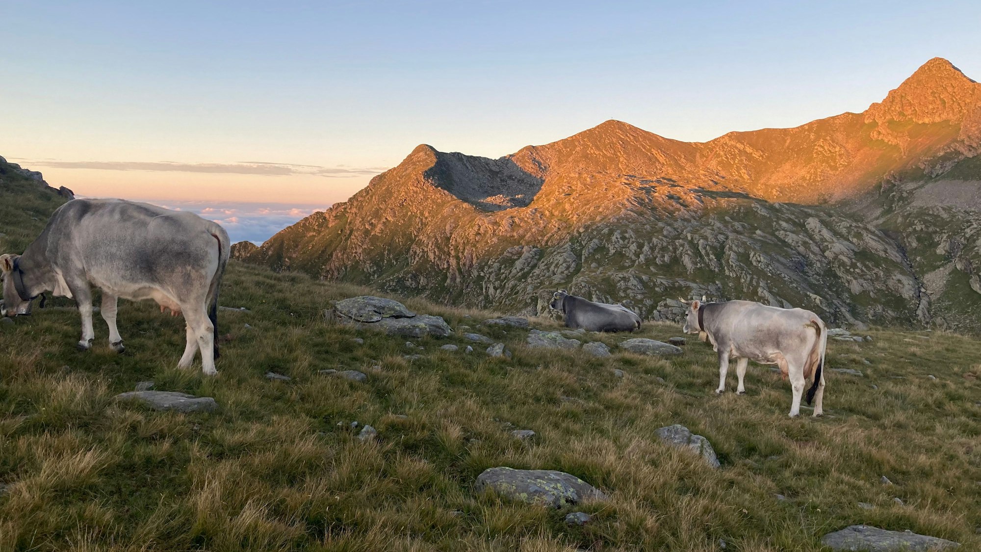 Drei graue Kühe auf grasen auf einer Bergalm.