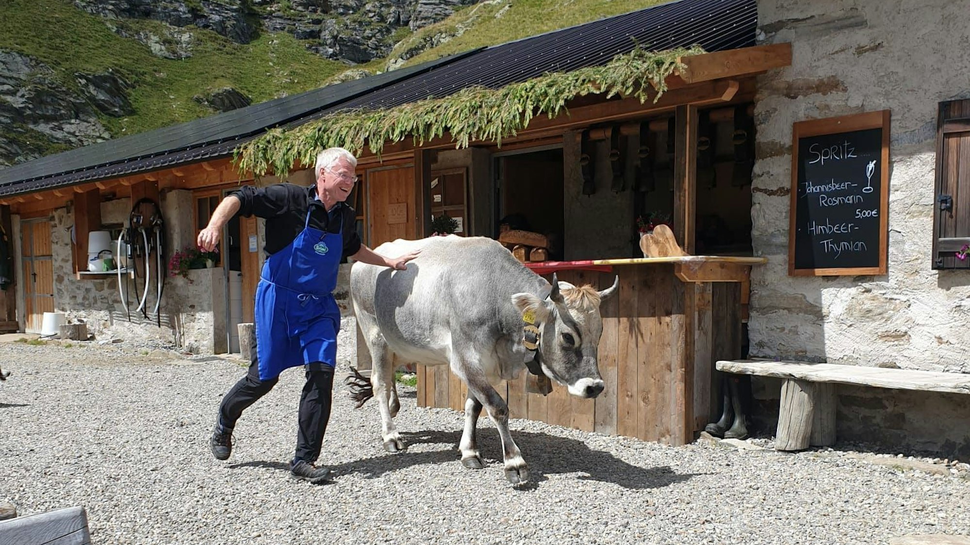 Frank Eggeling läuft neben einer Kuh mit Glocke und Hörnern her, um sie auf die Wiese zu leiten.