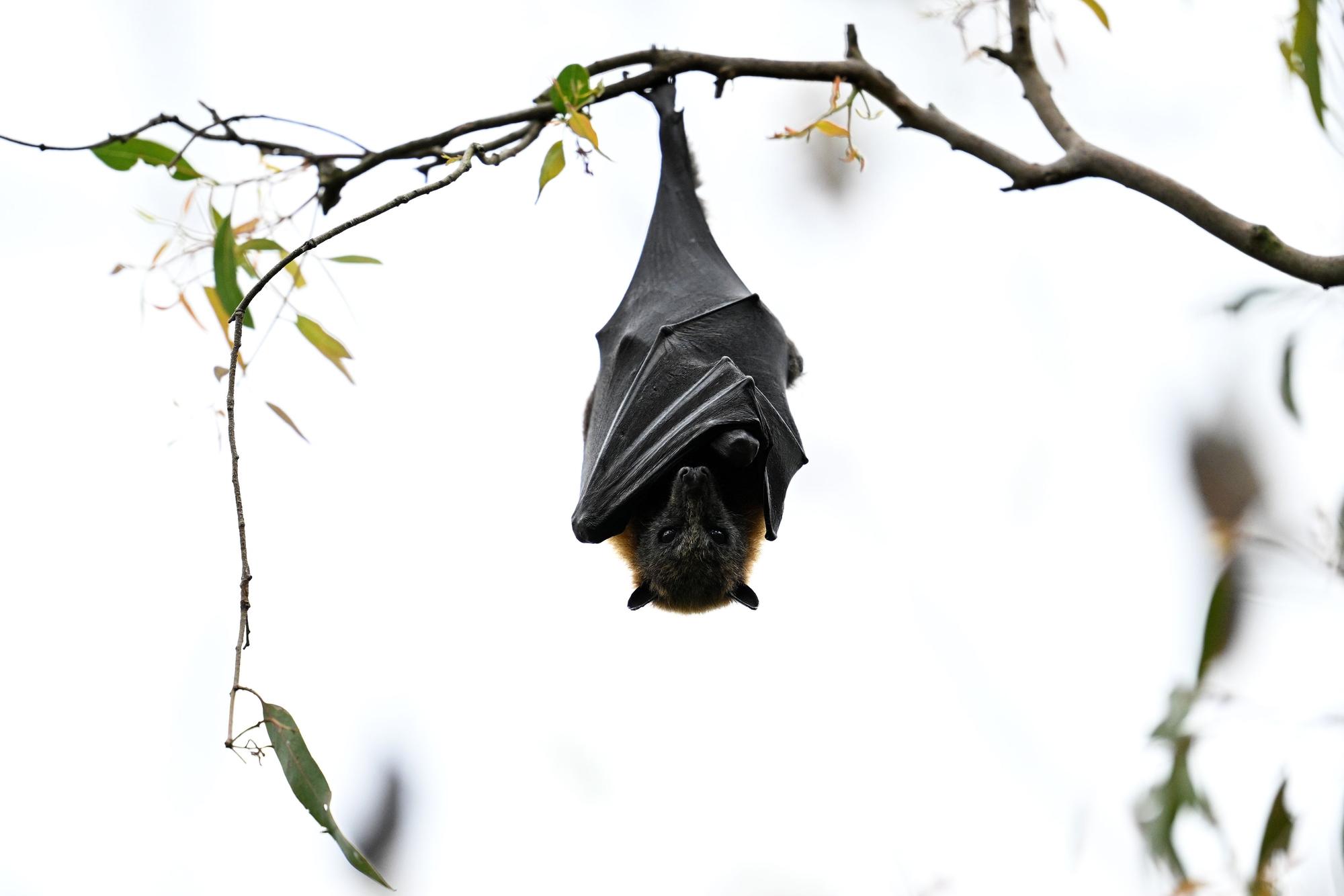 Ein Graukopf-Flughund hängt von einem Amst. Flughunde gelten als wesentliche Überträger des Nipah-Virus.