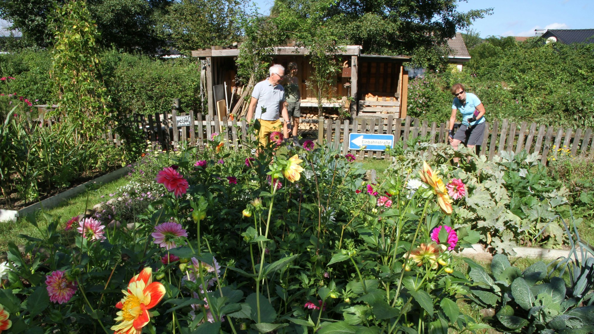 Blumen blühen in einem Garten, Dorfwiese Schachenauel