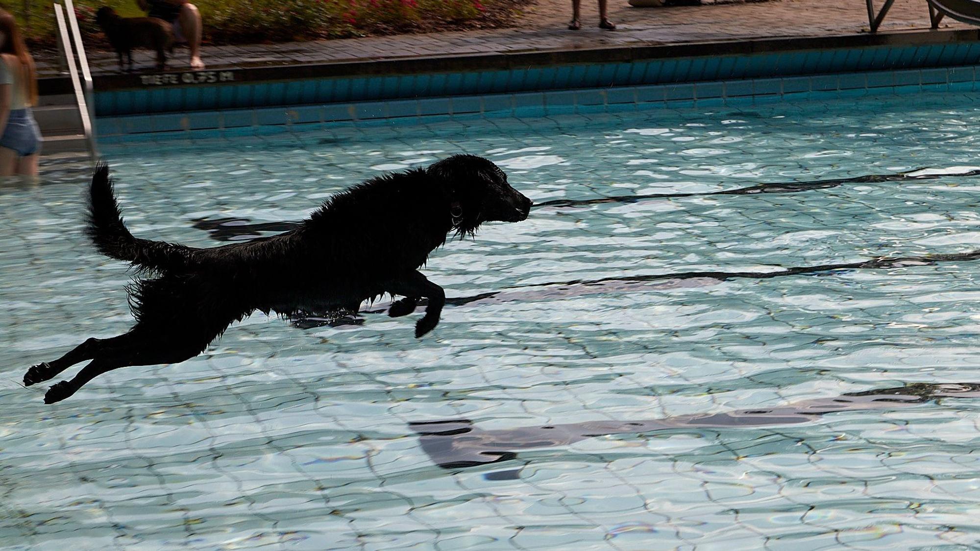 Ein schwarzer Flat-Coated-Retriever springt in ein Freibadbecken.