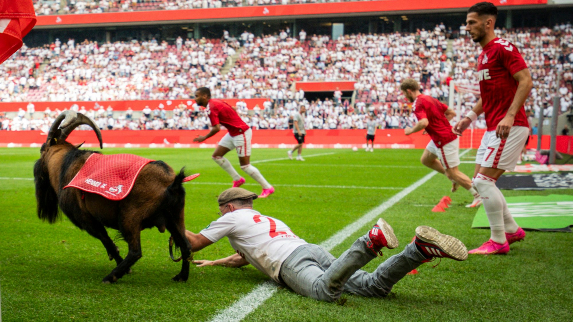 Kölns Geißbock Hennes IX. entwischt seinem Betreuer Ingo Reipka