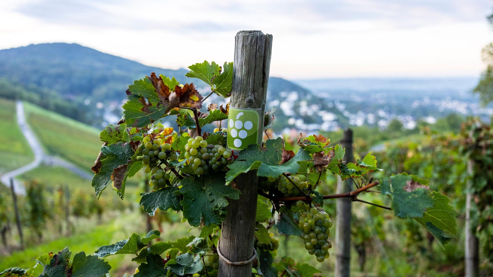 Trauben hängen an Weinreben in einem Weinberg in Oberdollendorf.