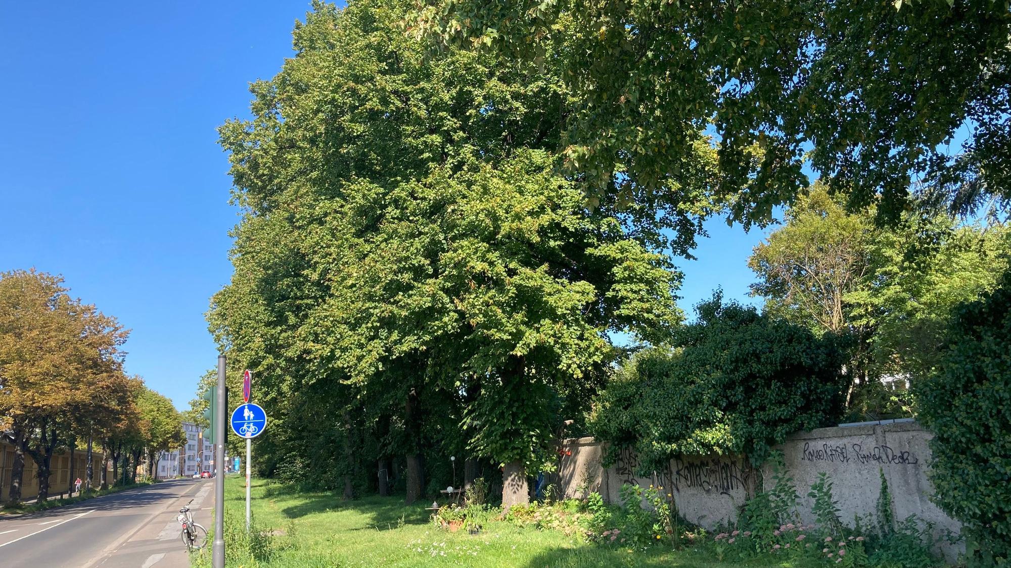 An einer Straße befindet sich ein Grünstreifen, daneben ist eine Kleingartenanlage.