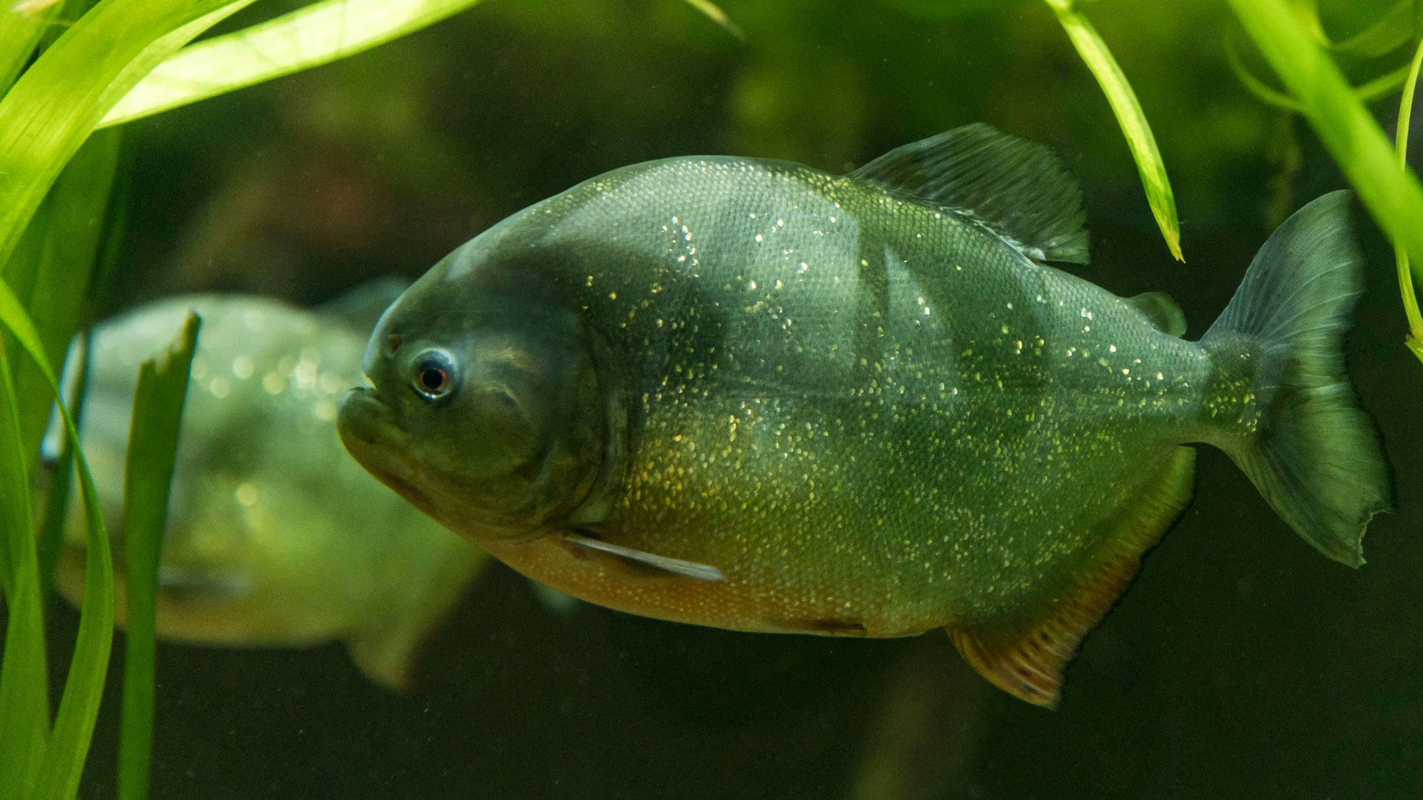 Ein Piranha aus Südamerika schwimmt im Aquarium des Kölner Zoos