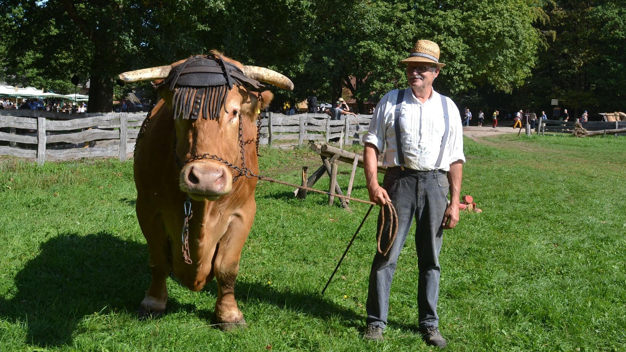 Das Foto zeigt Landwirt Matthias Höwer, der einen Bullen an der Leine führt.