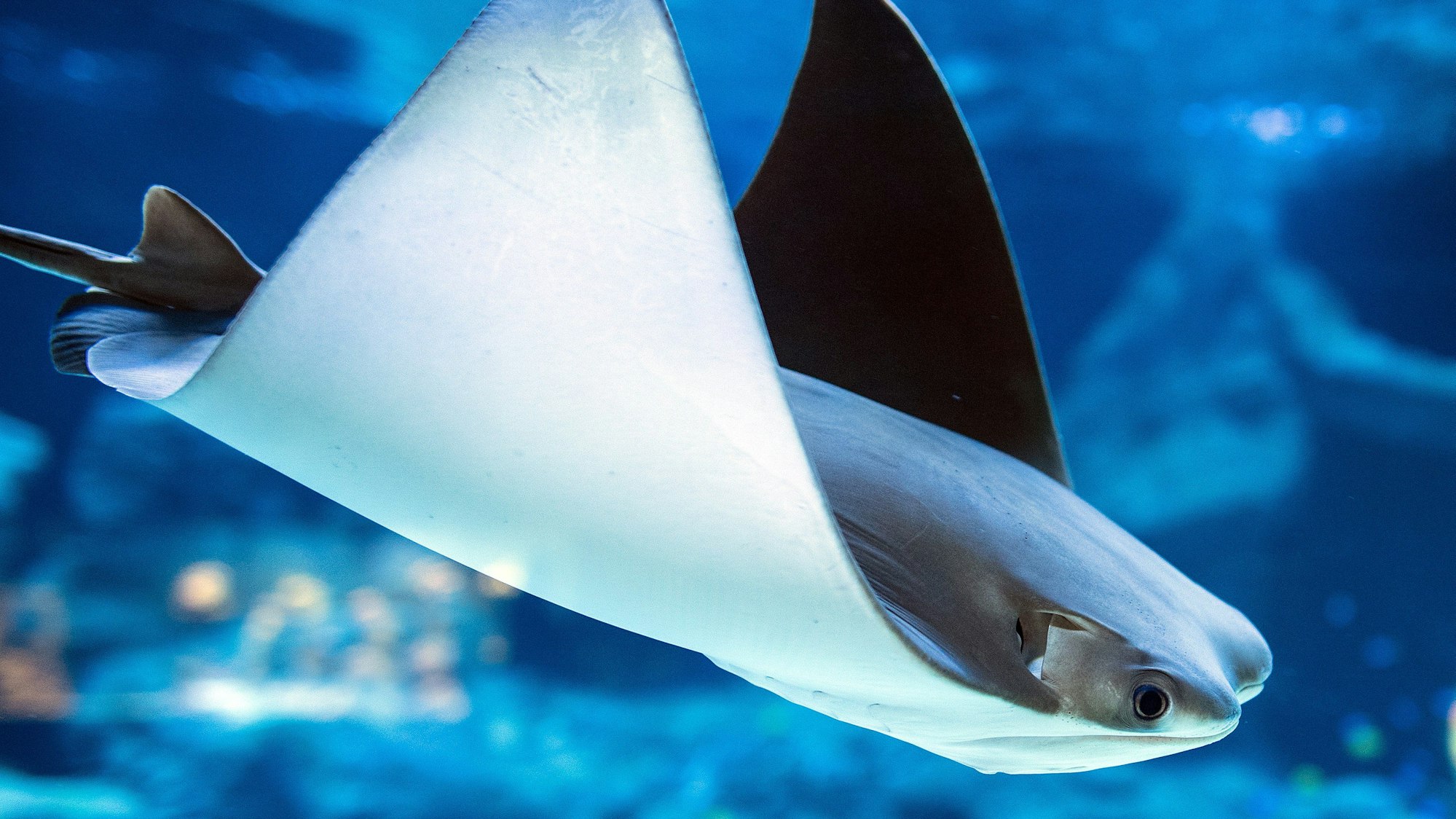 Ein Kuhnasenrochen schwimmt im Düsseldorfer Aquazoo in seinem Becken.