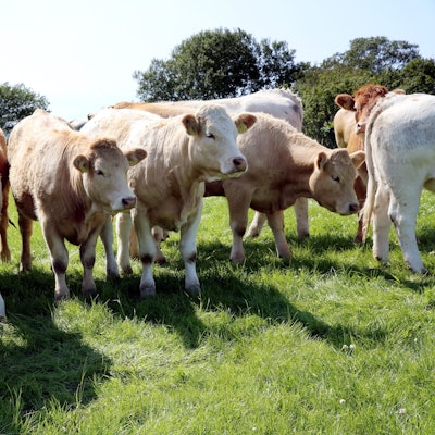 Die irischen Rinderrassen Limousin und Charolais stehen in Ballyvaughan in der Grafschaft Clare (Country Clare) in Irland auf einer Weide eines Agrarbetriebs.