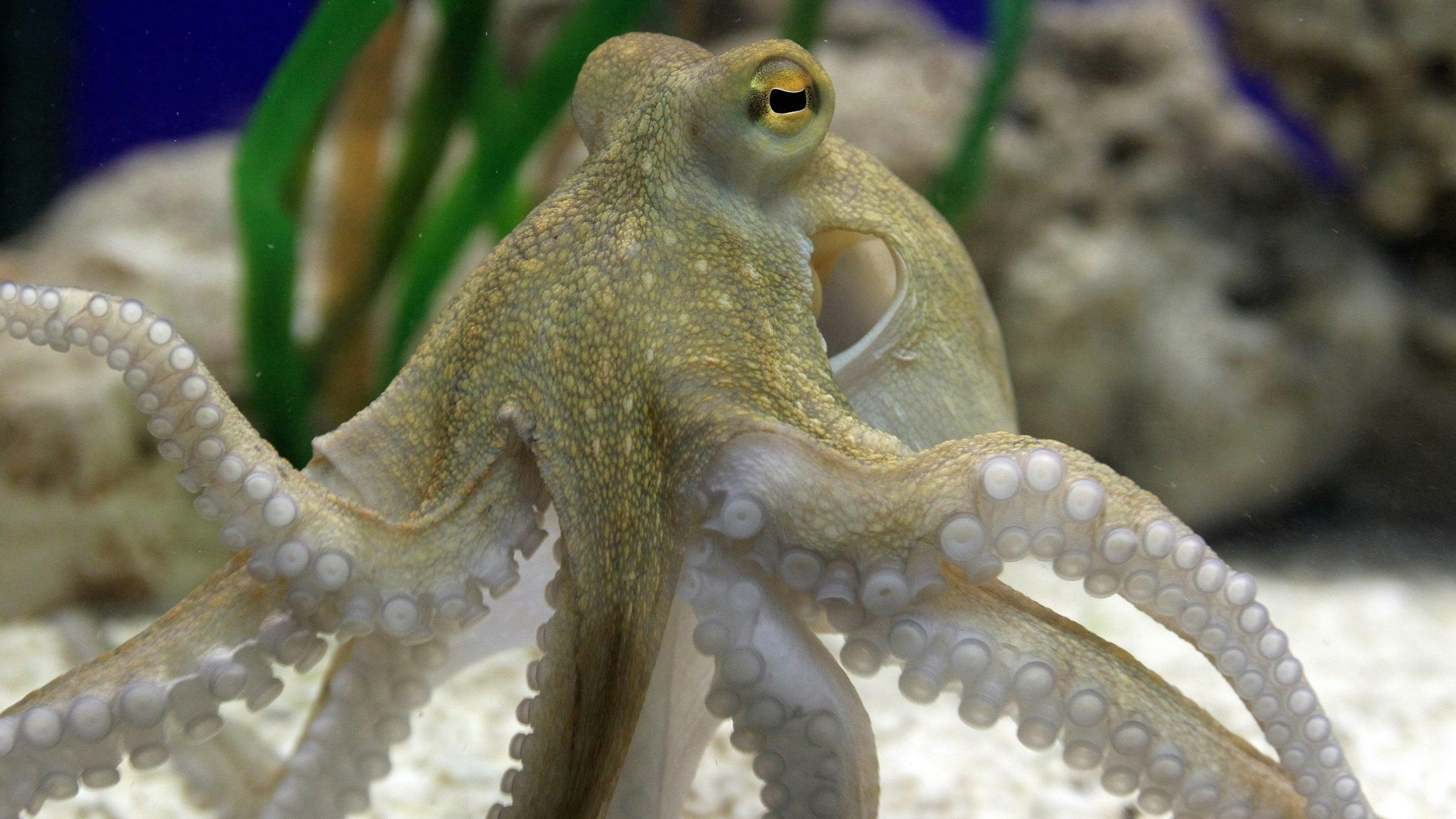 Krake Paul im Sealife in Oberhausen