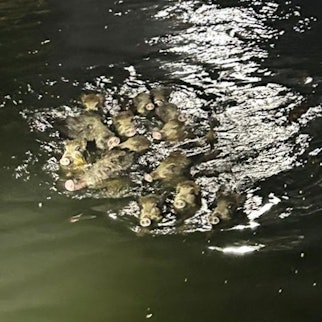 18.9.2023: Polizei und Feuerwehr retten Wildschweine aus einem Graben