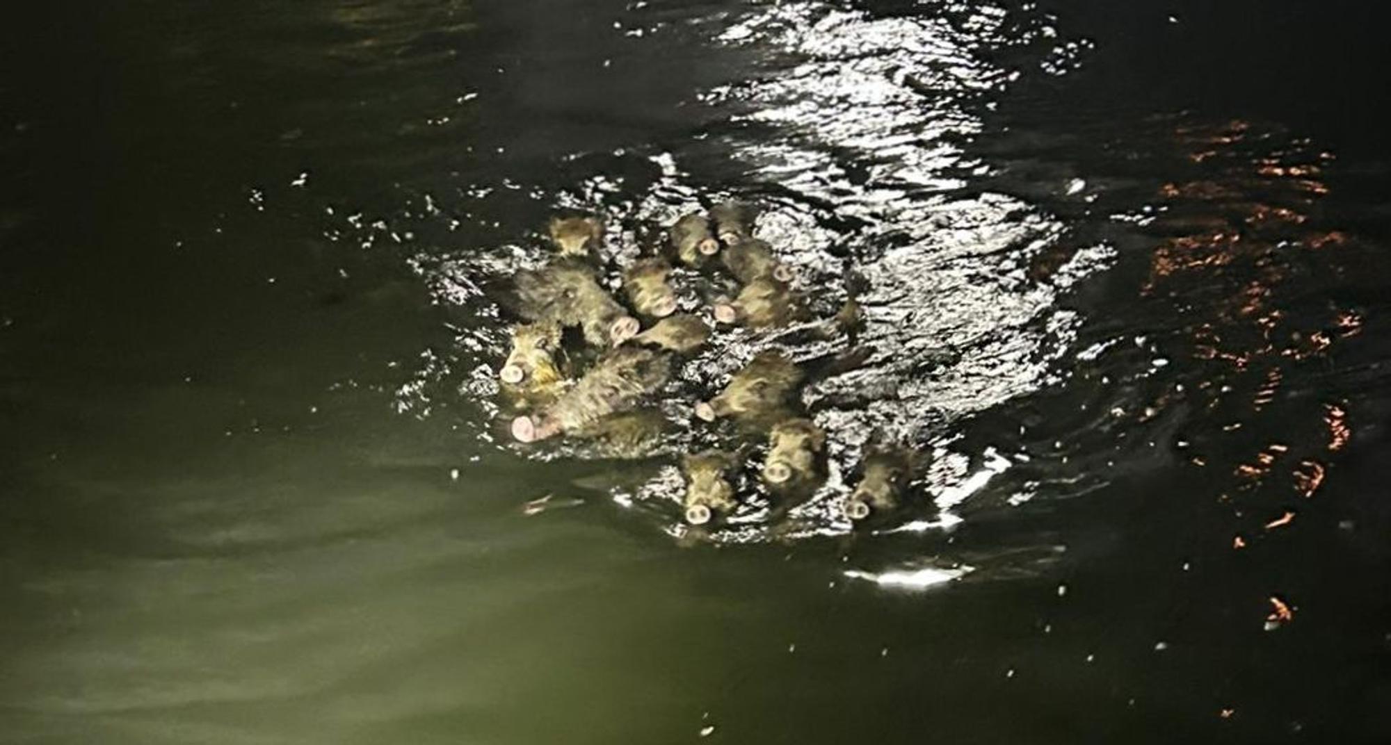18.9.2023: Polizei und Feuerwehr retten Wildschweine aus einem Graben