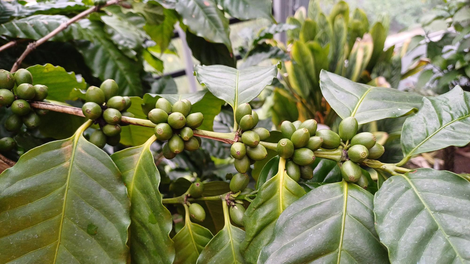 Kaffeekirschen am Kaffeestrauch